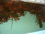 Tuncurry-PhilRoach 072